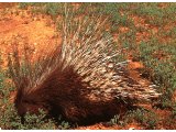 The porcupine is rarely seen because it sleeps all day in its burrow. It causes much crop damage, leaving some black and white spines behind as evidence.